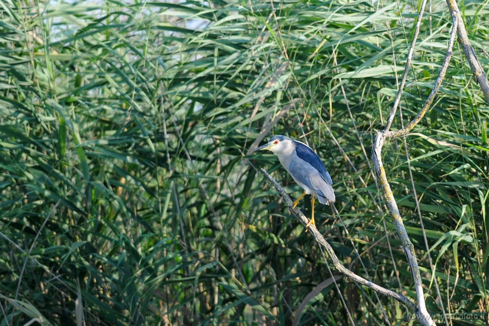 63839 Nycticorax nycticorax (Nitticora).jpg